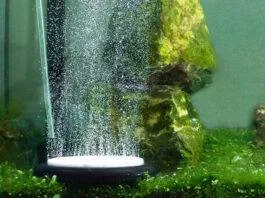 L'oxygène dans l'aquarium