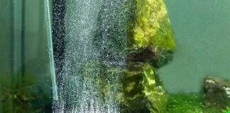 L'oxygène dans l'aquarium