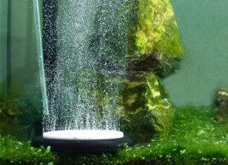 L'oxygène dans l'aquarium