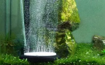 L'oxygène dans l'aquarium