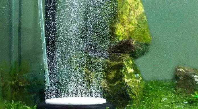 L’oxygène dans l’aquarium L'oxygène dans l'aquarium