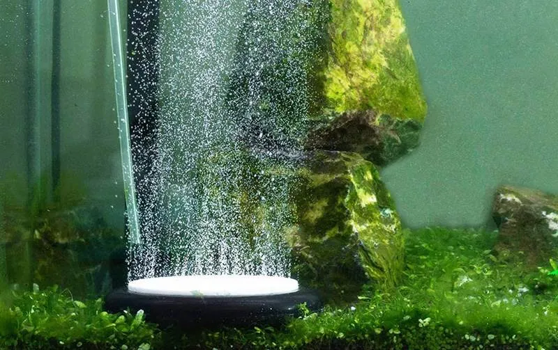 L'oxygène dans l'aquarium