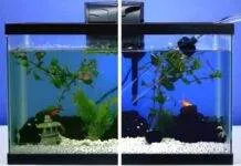 Nettoyage complet d’un aquarium Nettoyage complet d'un aquarium
