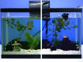 Nettoyage complet d'un aquarium