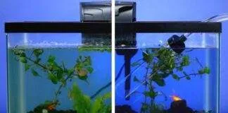 Nettoyage complet d'un aquarium