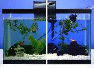 Nettoyage complet d'un aquarium