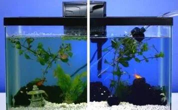 Nettoyage complet d'un aquarium