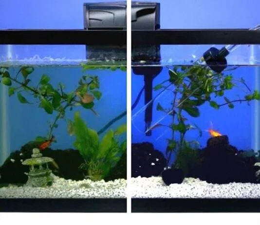 Nettoyage complet d'un aquarium