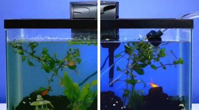 Nettoyage complet d’un aquarium Nettoyage complet d'un aquarium