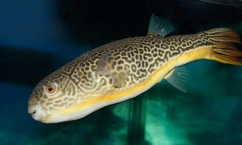 Poisson-ballon à anneaux dorés