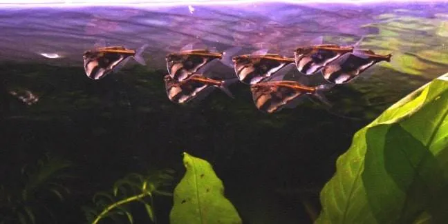 Poisson hachette marbré