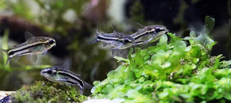 corydoras pygmaeus