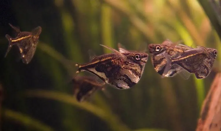 poisson Carnegiella strigata