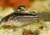 Fiche du poisson Corydoras elegans poisson Corydoras elegans (1)
