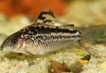 Fiche du poisson Corydoras elegans poisson Corydoras elegans (1)