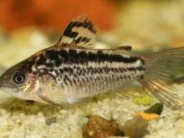 poisson Corydoras elegans (1)