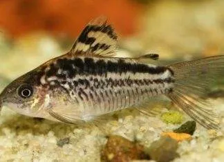 poisson Corydoras elegans (1)
