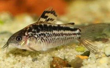 poisson Corydoras elegans (1)
