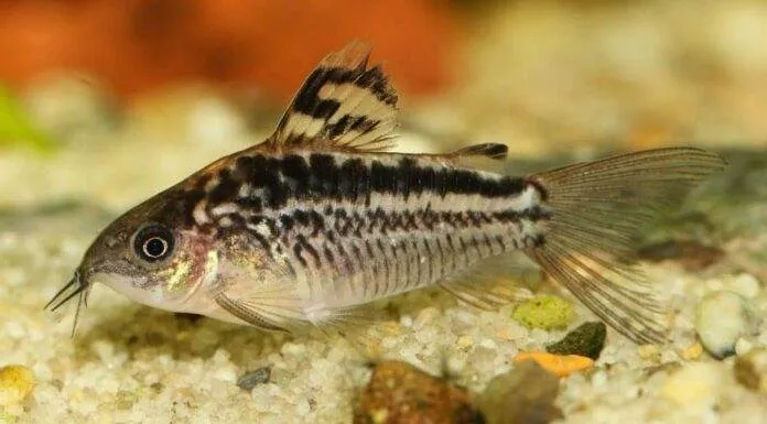 poisson Corydoras elegans (1)