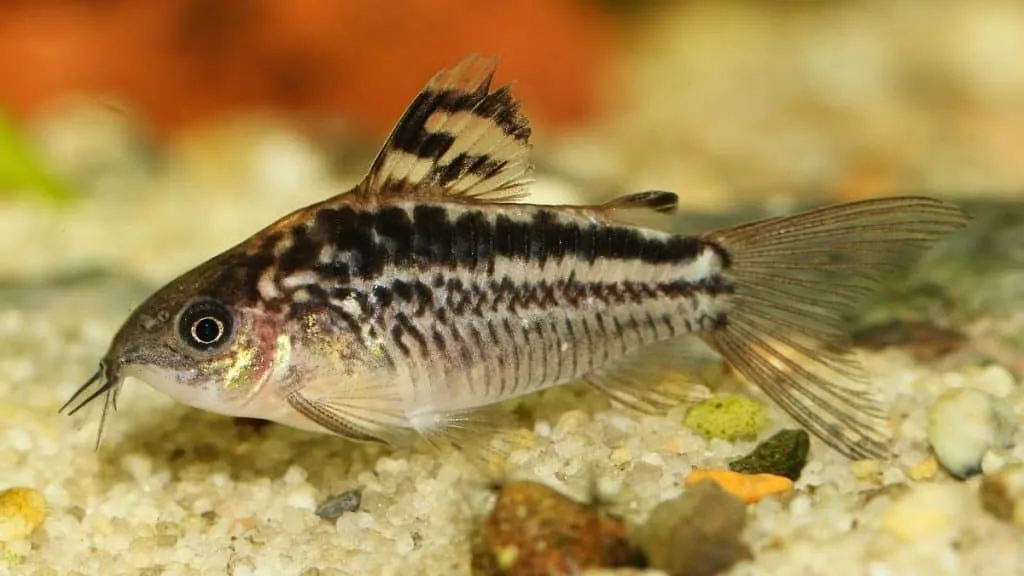 poisson Corydoras elegans (1)