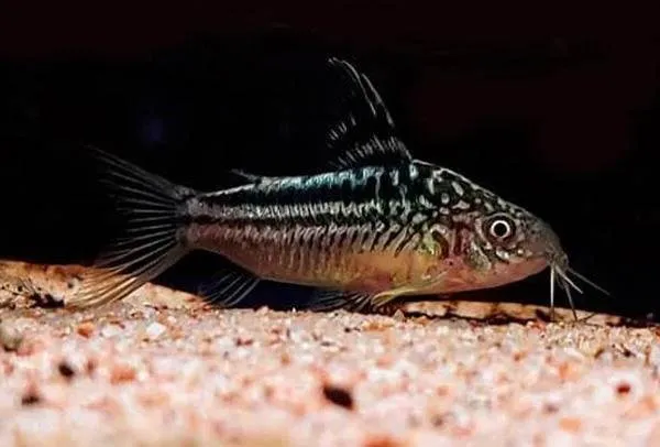 poisson Corydoras elegans (2)