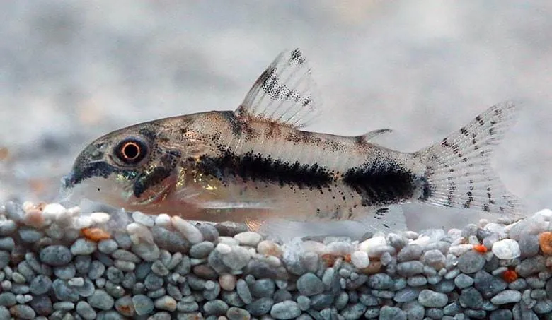 poisson Corydoras habrosus