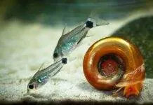 Fiche du poisson Corydoras hastatus poisson Corydoras hastatus