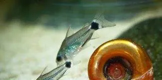 poisson Corydoras hastatus