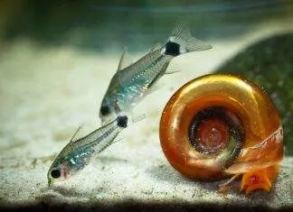 poisson Corydoras hastatus