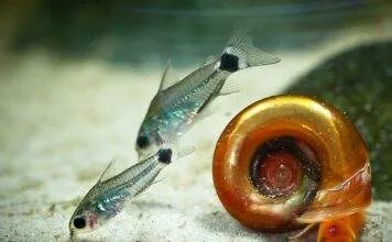 poisson Corydoras hastatus