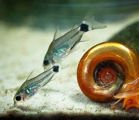 poisson Corydoras hastatus