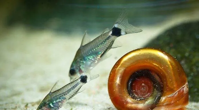 Fiche du poisson Corydoras hastatus poisson Corydoras hastatus