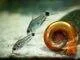 poisson Corydoras hastatus