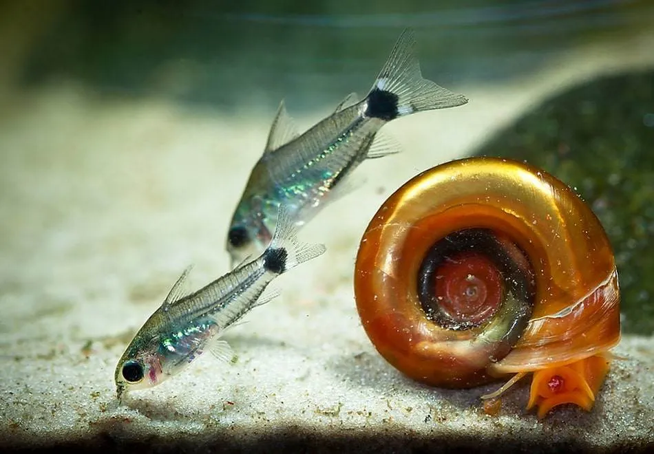 poisson Corydoras hastatus