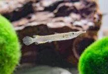 Fiche du poisson Dermogenys pusillus poisson Dermogenys pusillus