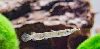 poisson Dermogenys pusillus