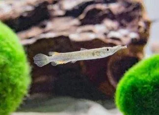 poisson Dermogenys pusillus