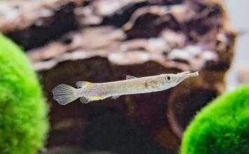 poisson Dermogenys pusillus