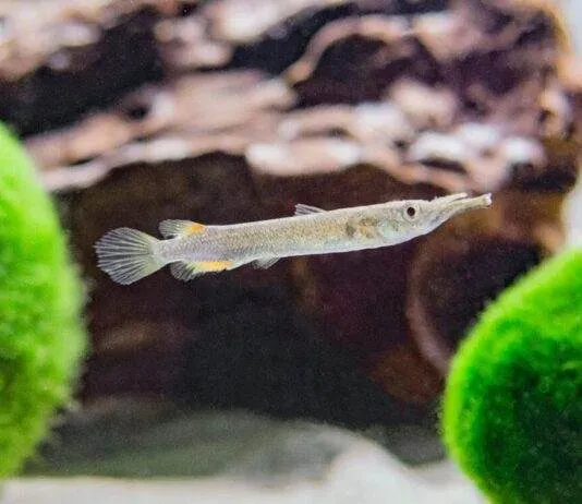 poisson Dermogenys pusillus