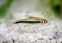 Fiche du poisson Hyphessobrycon herbertaxelrodi poisson Hyphessobrycon herbertaxelrodi