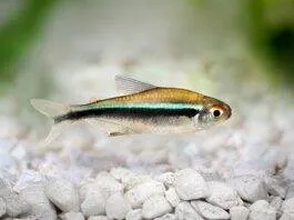 poisson Hyphessobrycon herbertaxelrodi