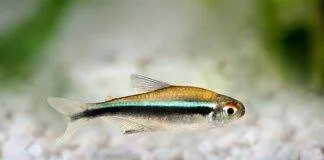 poisson Hyphessobrycon herbertaxelrodi