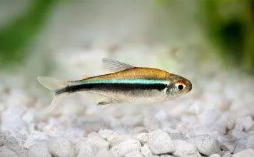 poisson Hyphessobrycon herbertaxelrodi