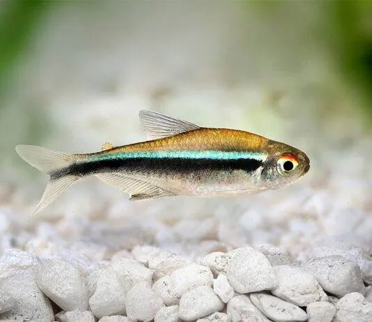 poisson Hyphessobrycon herbertaxelrodi
