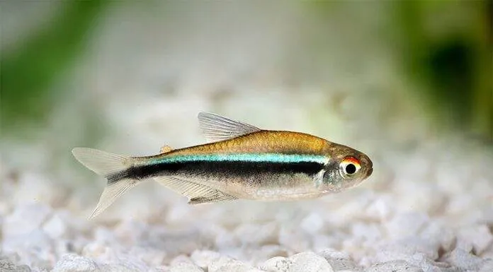 poisson Hyphessobrycon herbertaxelrodi