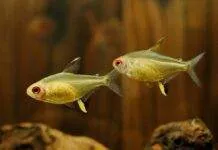 Fiche du poisson Hyphessobrycon pulchripinnis poisson Hyphessobrycon pulchripinnis