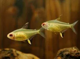 poisson Hyphessobrycon pulchripinnis