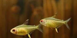 poisson Hyphessobrycon pulchripinnis