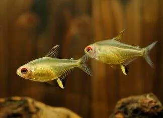 poisson Hyphessobrycon pulchripinnis