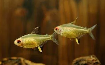 poisson Hyphessobrycon pulchripinnis